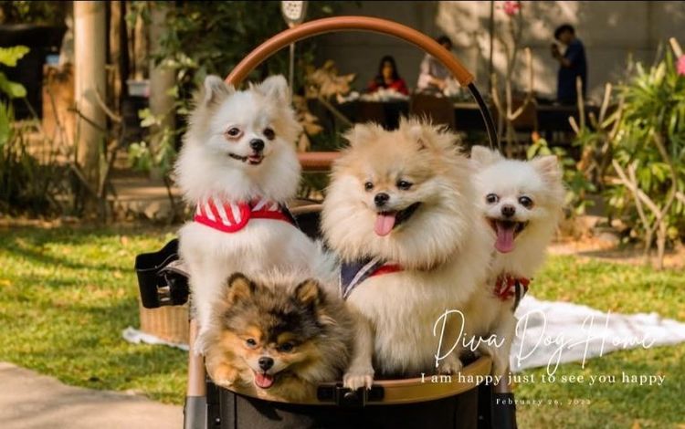 ปอมเมอเรเนียนคู่ขาวกับน้ำตาล รูปที่ 2