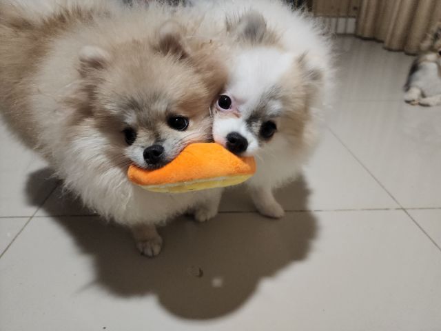 ปอมเมอเรเนียนคู่ขาวกับน้ำตาล รูปที่ 4