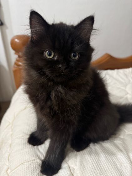 แมวเปอร์เซีย รูปที่ 5