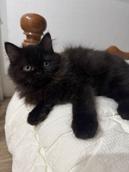 แมวเปอร์เซีย รูปที่ 6