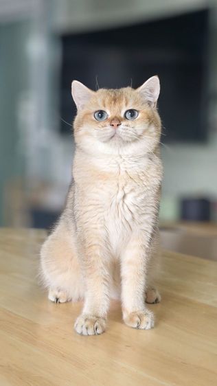 หนุ่มน้อย บริติชช็อตแฮร์ ♂️ รูปที่ 3