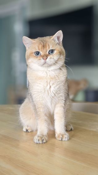 หนุ่มน้อย บริติชช็อตแฮร์ ♂️ รูปที่ 4