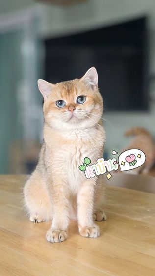 หนุ่มน้อย บริติชช็อตแฮร์ ♂️ รูปที่ 2