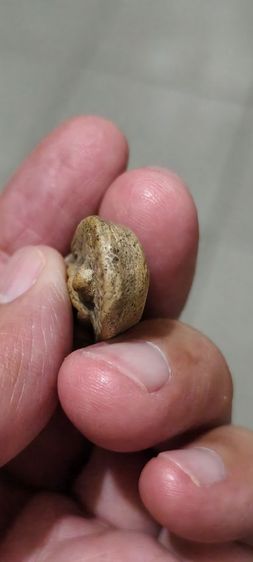 พระดินปั้นเก่าๆ รูปที่ 10