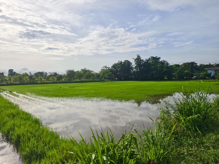 ขายที่ดิน ทำเลชุมชน โล่งโปร่งสบายวิวภูเขา ที่ดินโฉนดครุฑแดง รูปที่ 3