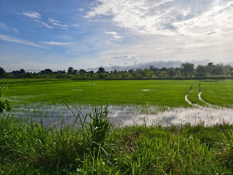 ขายที่ดิน ทำเลชุมชน โล่งโปร่งสบายวิวภูเขา ที่ดินโฉนดครุฑแดง รูปที่ 2