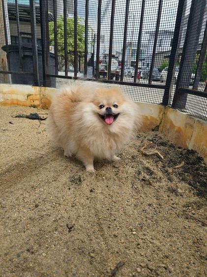 ปอมเมอเรเนียน (Pomeranian) เล็ก ปอมเมอเรเนียนคู่ขาวกับน้ำตาล