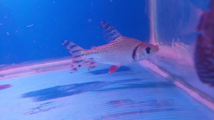 ปลาอินซีเนตหางแดง รูปที่ 3