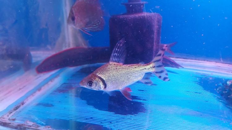 ปลาอินซีเนตหางแดง