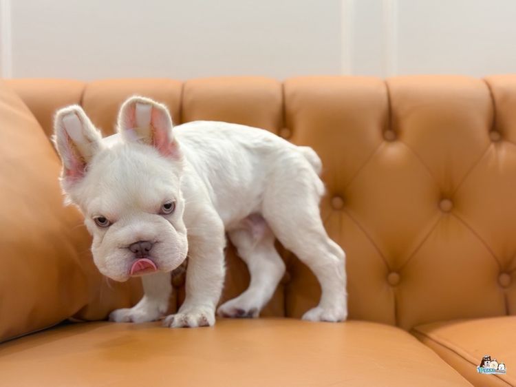 เฟร้นบลูด๊อก รูปที่ 12