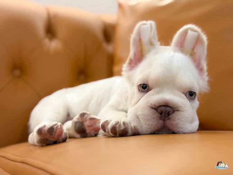 เฟร้นบลูด๊อก รูปที่ 4