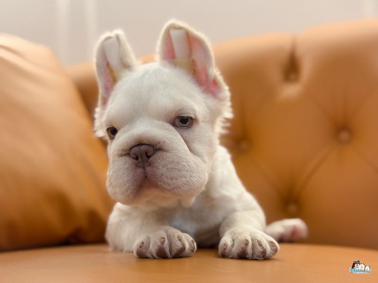 เฟร้นบลูด๊อก รูปที่ 11