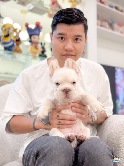 เฟรนช์ บูลด็อก (French Bulldog) เล็ก เฟร้นบลูด๊อก