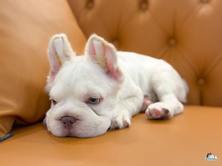 เฟร้นบลูด๊อก รูปที่ 8