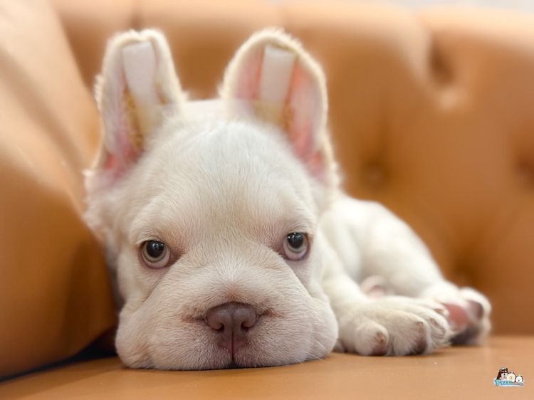 เฟร้นบลูด๊อก รูปที่ 6