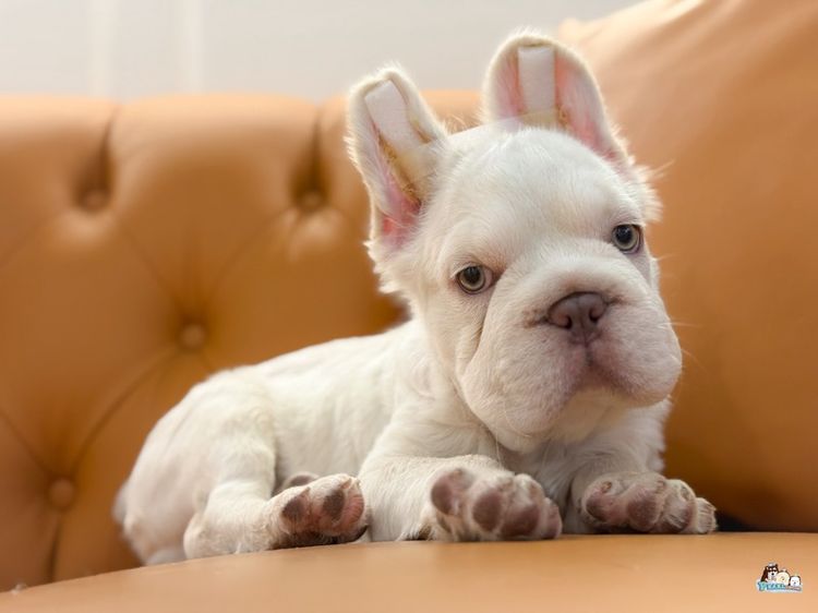 เฟร้นบลูด๊อก รูปที่ 5