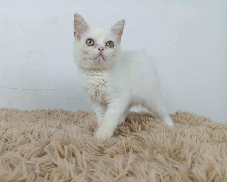 6.แมวมันช์กิ้นขายาว เพศผู้ Munchkin Cat long legs Male รูปที่ 4