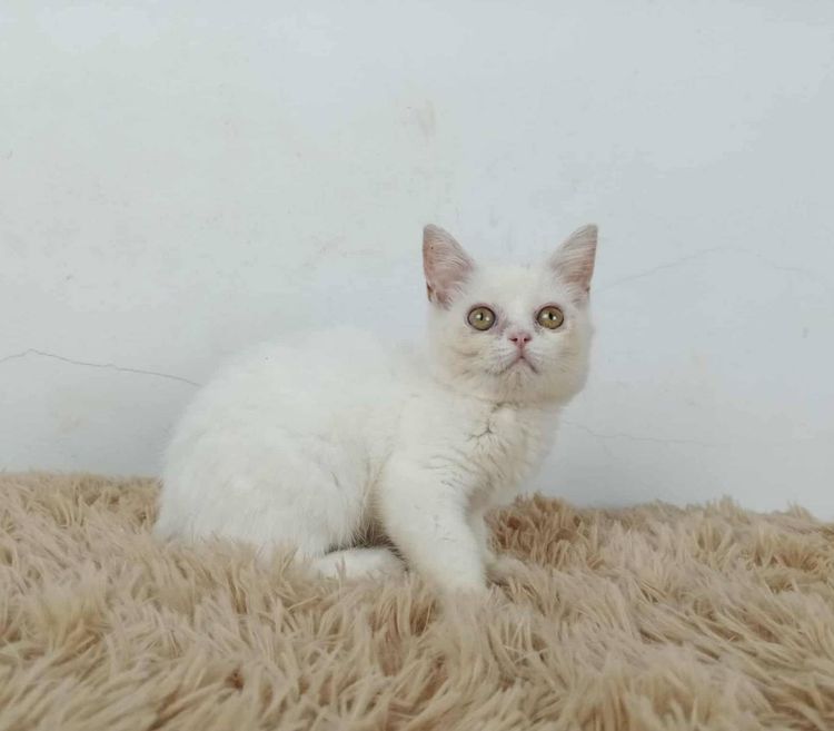 6.แมวมันช์กิ้นขายาว เพศผู้ Munchkin Cat long legs Male รูปที่ 5