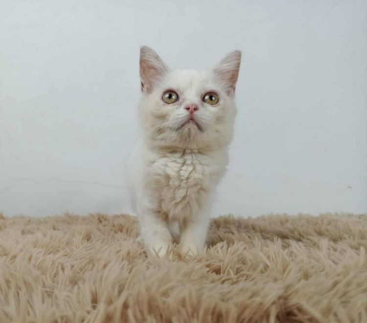 6.แมวมันช์กิ้นขายาว เพศผู้ Munchkin Cat long legs Male รูปที่ 6