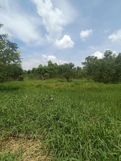 ขายที่ดินวิวคลอง 2 ไร่ ทำเลดี น้ำไม่ท่วม คู้ซ้าย หนองจอก รูปที่ 4