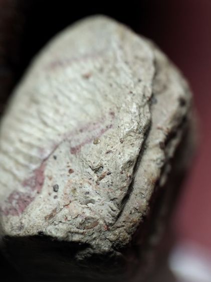 พระรอดมหาวันลำพูนสภาพหิ้งเดิมๆขี้ยุงเต็มครับ รูปที่ 7