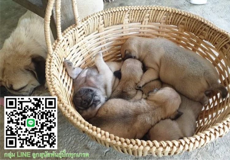 หมาปั๊ก รูปที่ 3