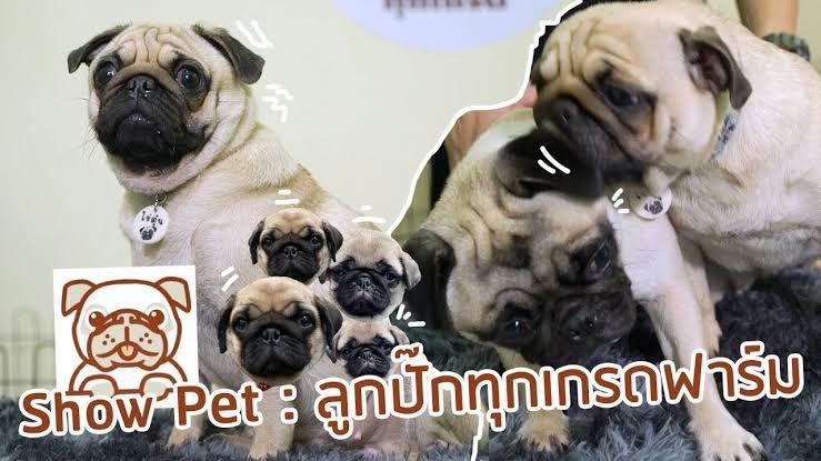 หมาปั๊ก รูปที่ 4