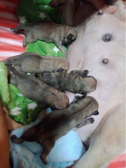 หมาปั๊ก รูปที่ 6