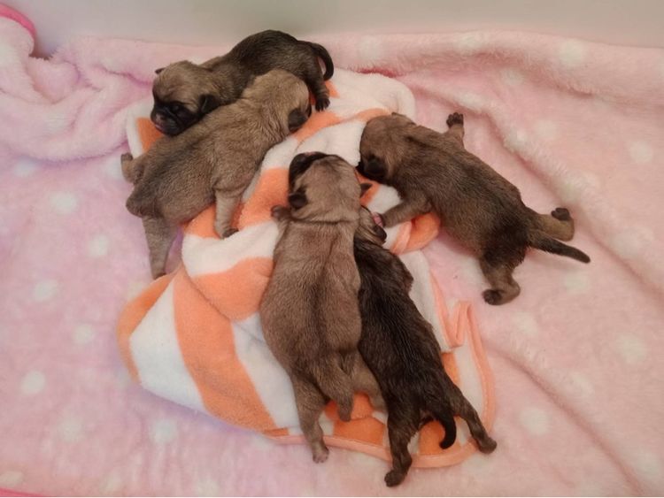 หมาปั๊ก รูปที่ 5