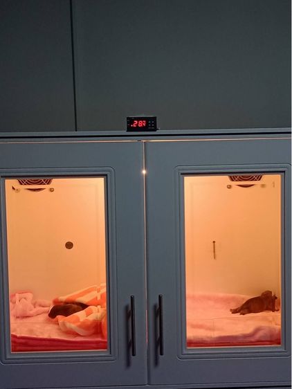 หมาปั๊ก รูปที่ 7