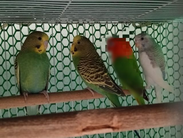 หงส์หยกสวยๆไม่แพงมี4ตัวๆละ150 รูปที่ 3