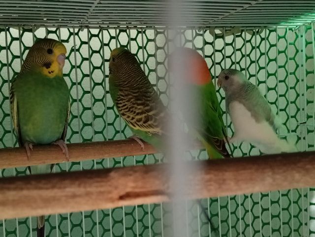 หงส์หยกสวยๆไม่แพงมี4ตัวๆละ150