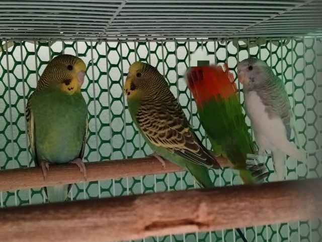 หงส์หยกสวยๆไม่แพงมี4ตัวๆละ150 รูปที่ 2