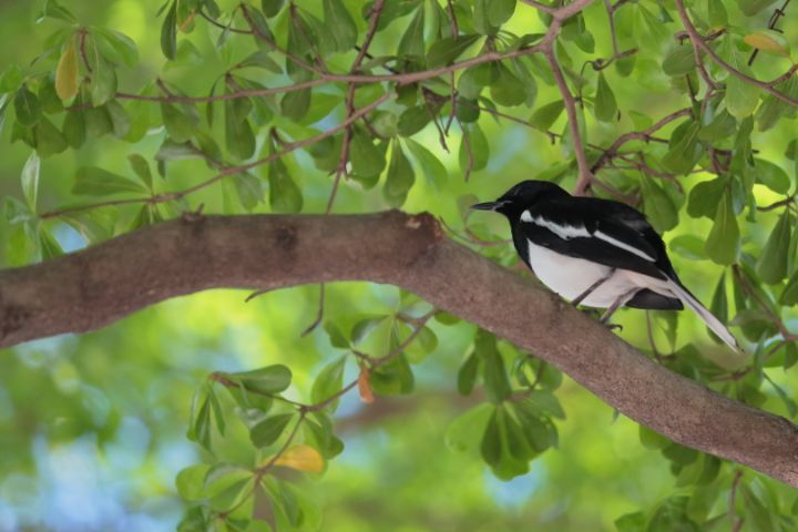 ขายเลนส์ canon70-300 f4 5-5.6 is ของดีภาพคม ใกล้เคียงเลนส์ L รูปที่ 11