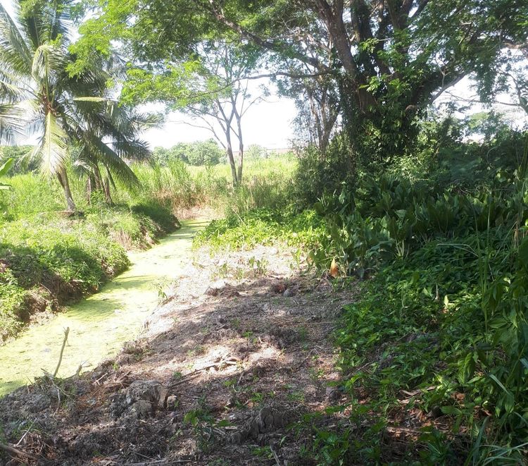 ขายที่ดิน ซอยโสภา ท่าซัก  เมืองนครศรีธรรมราช รูปที่ 4