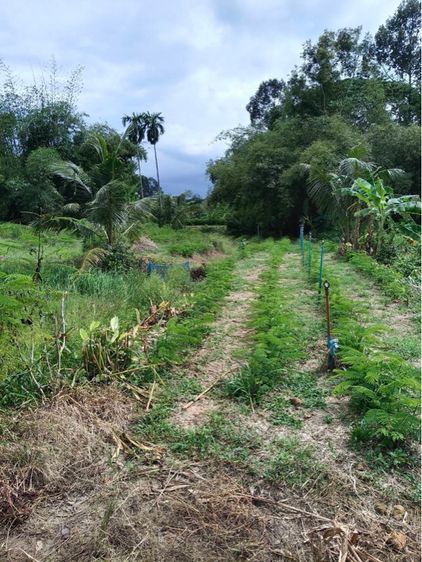ที่ดินสวน  ปลูกบ้านพัก รูปที่ 3