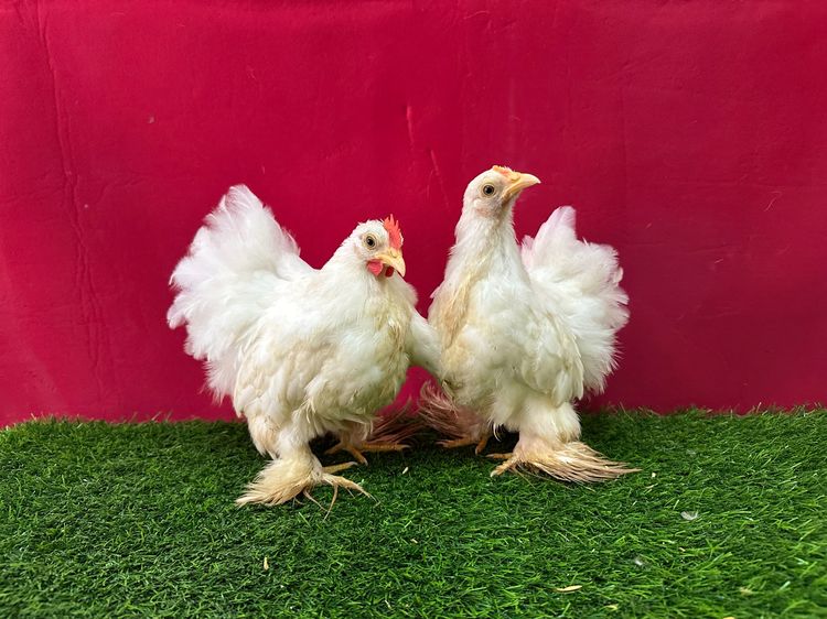 มินิโคชิน รูปที่ 6