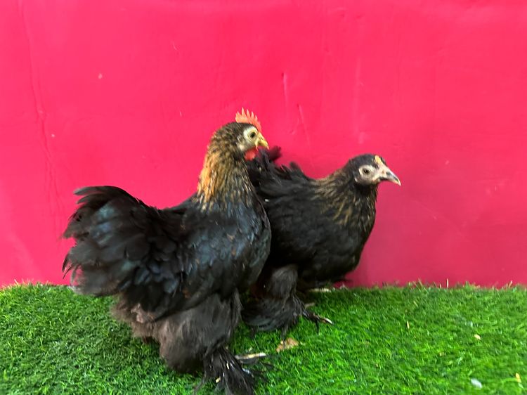 มินิโคชิน