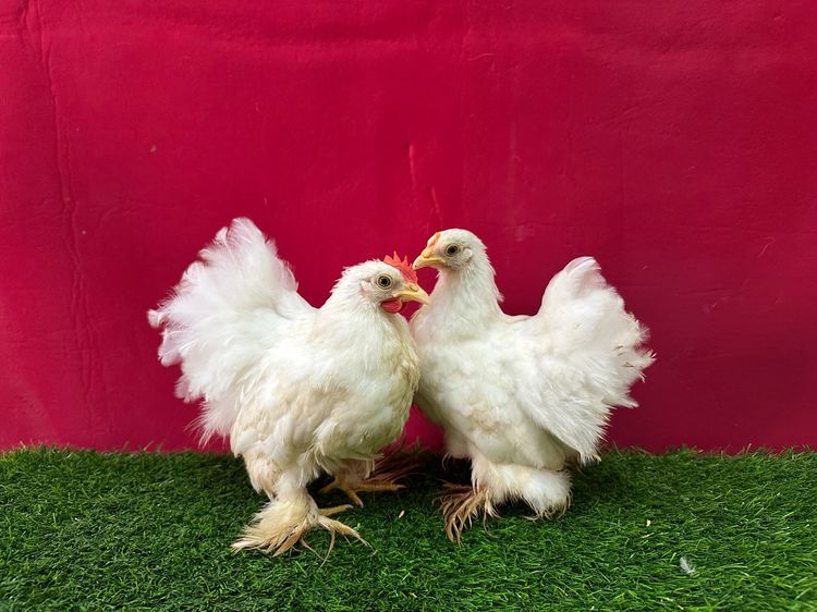 มินิโคชิน รูปที่ 7