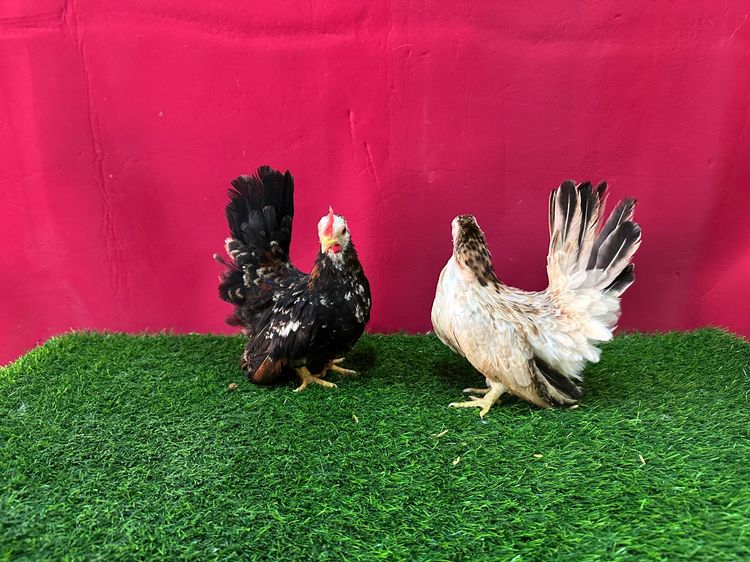 ไก่แจ้ รูปที่ 3