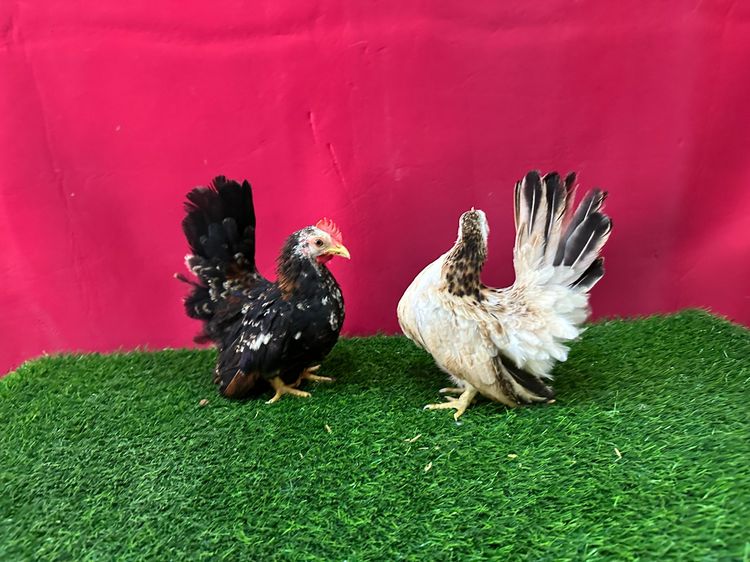 ไก่แจ้ รูปที่ 2
