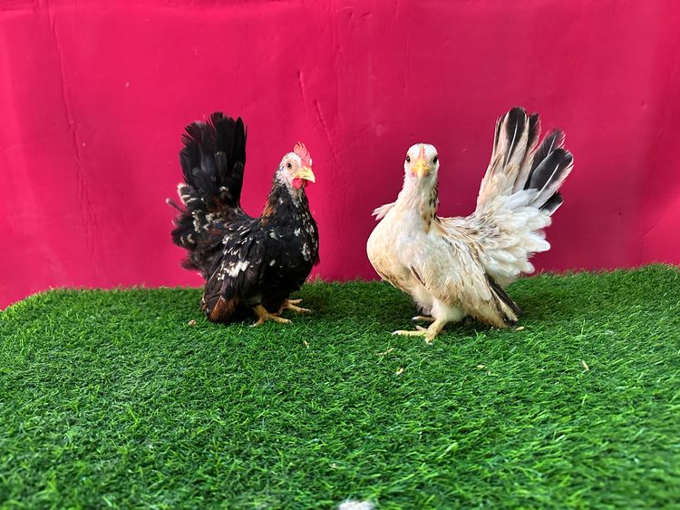 ไก่แจ้ รูปที่ 4