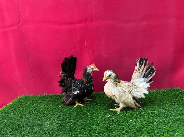 ไก่แจ้ รูปที่ 5