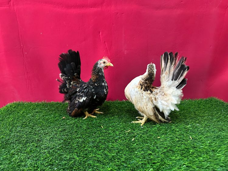 ไก่แจ้