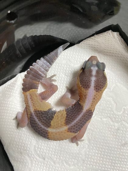 น้องตุ๊กแกหางอ้วน (FATTAIL GECKO) รูปที่ 5