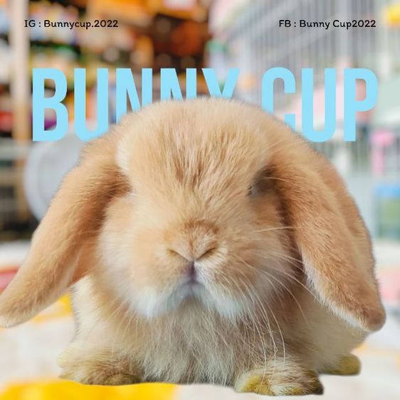 กระต่าย HL รูปที่ 8