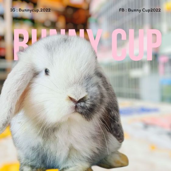 กระต่าย HL รูปที่ 9