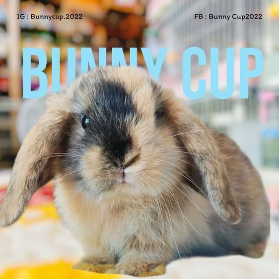 กระต่าย HL รูปที่ 7