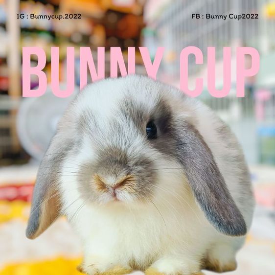 กระต่าย HL รูปที่ 4