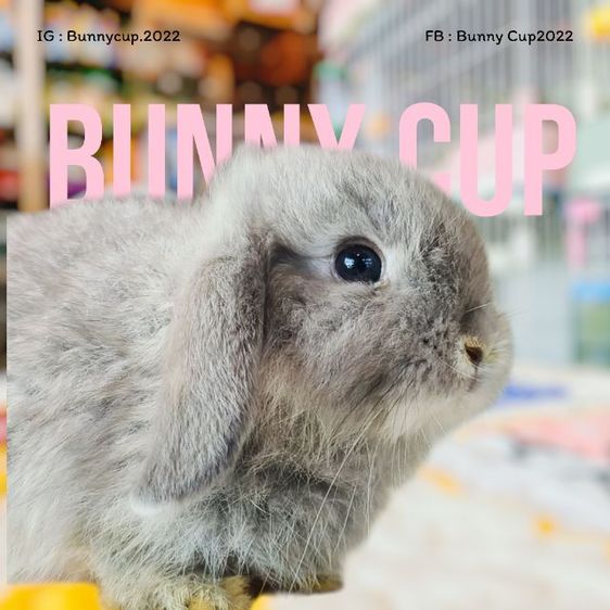 กระต่าย HL รูปที่ 6